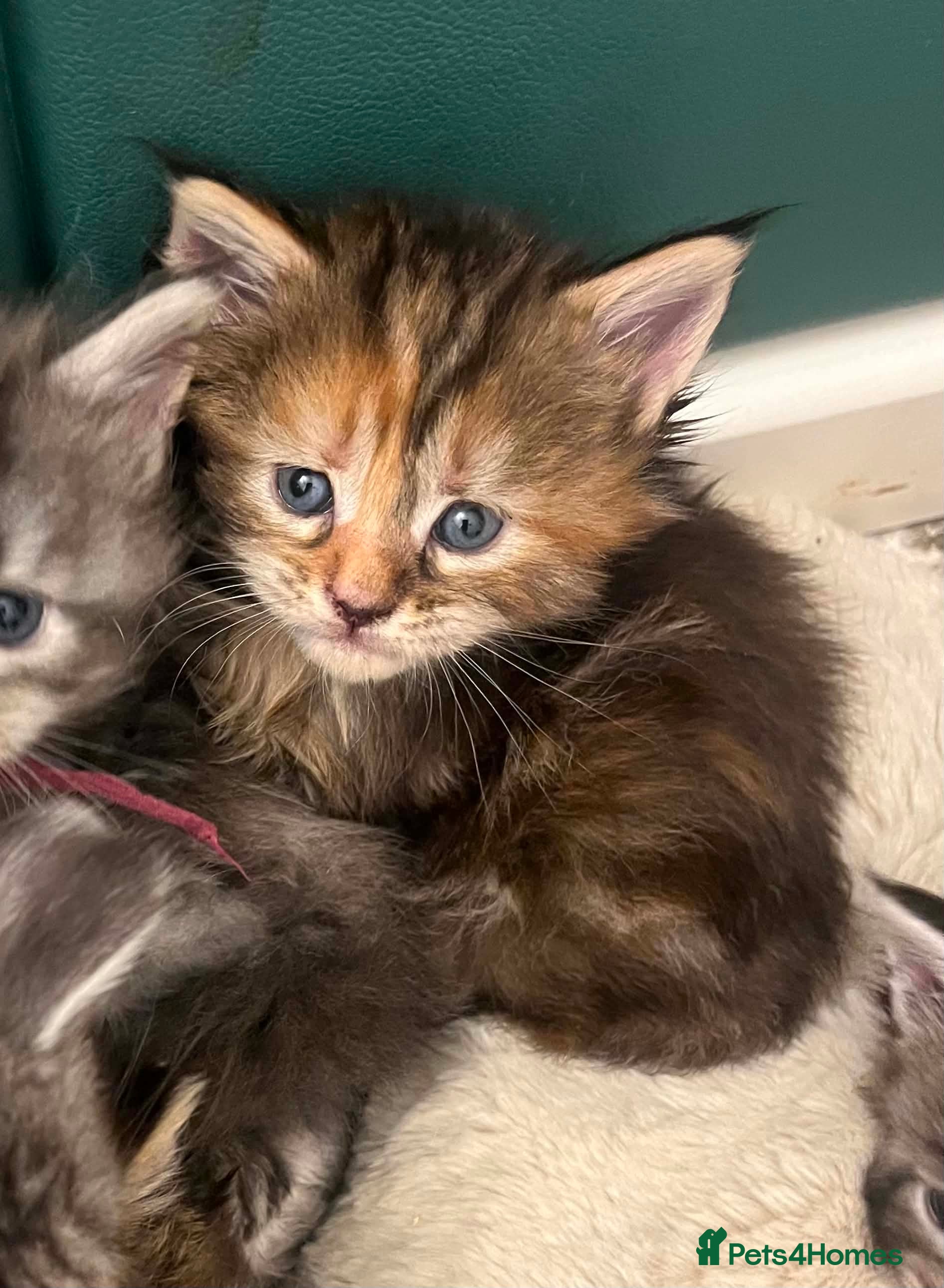 Maine Coon cats **PURE Maine Coon Kittens** 2 Boys / 4 Girls - Advert 2