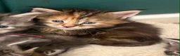 Maine Coon cats for sale: **PURE Maine Coon Kittens** 2 Boys / 4 Girls - Advert 2