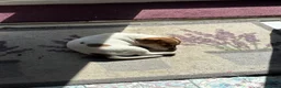 Jack Russell dogs for sale: Two gorgeous Jack Russell’s for sale in Barnsley - Advert 12
