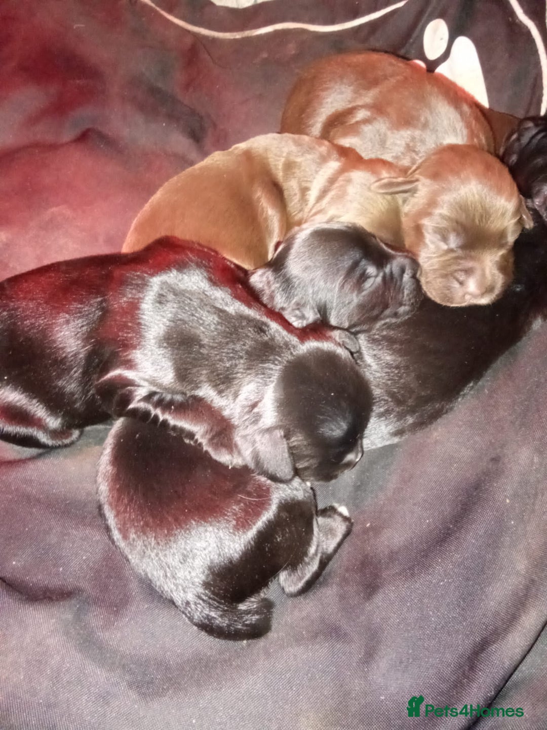 Sprocker dogs for sale: 6 beutiful sprocker pups  - Image 1