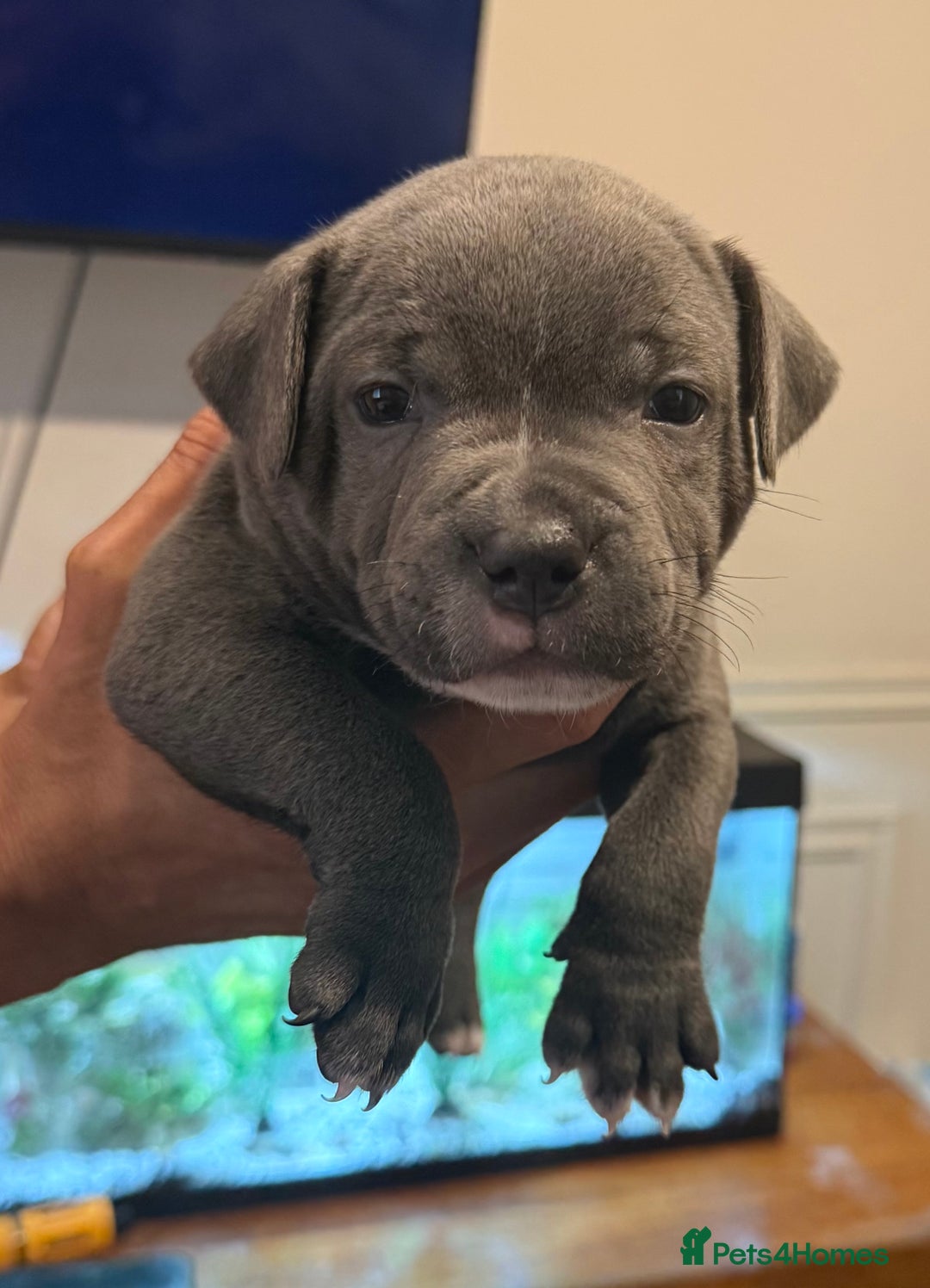 Staffordshire Bull Terrier dogs for sale: READY NOW 1 gorgeous blue staffy puppy left  - Image 22
