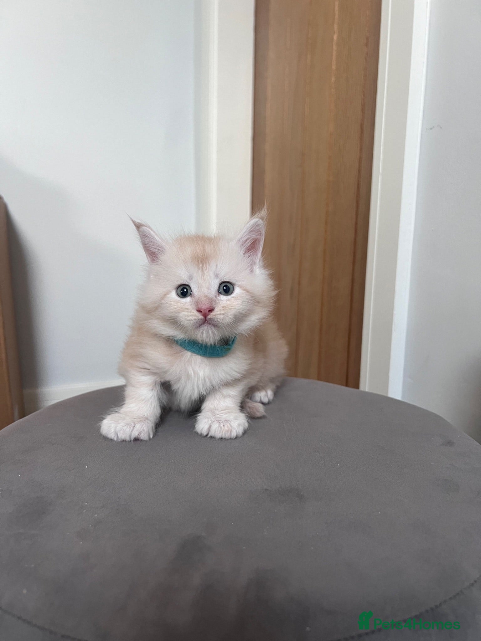 Maine Coon cats 2 male polydactyls ready to reserve  - Advert 2