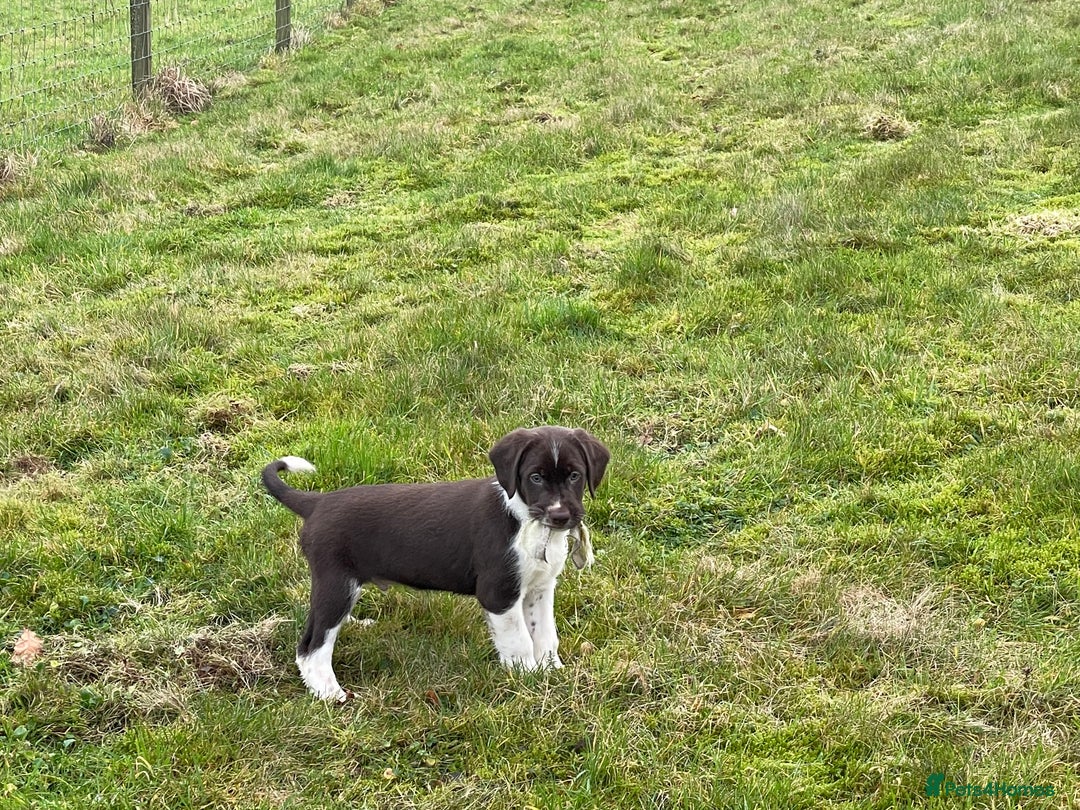 Mixed Breed dogs for sale: Sprollie pups for sale - Advert 19