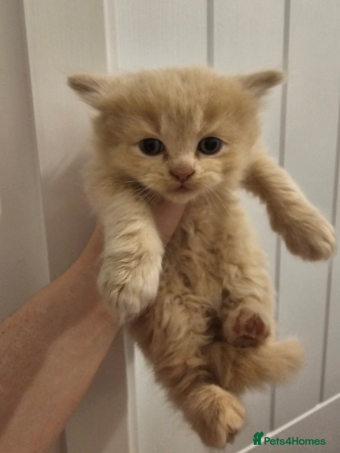 Ragdoll cats for sale: Gorgeous Longhair Ragdoll Kittens - Image 11
