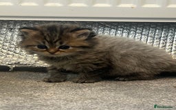 Mixed Breed cats for sale: Half Persian chinchilla and Taby mixed breed - Image 7