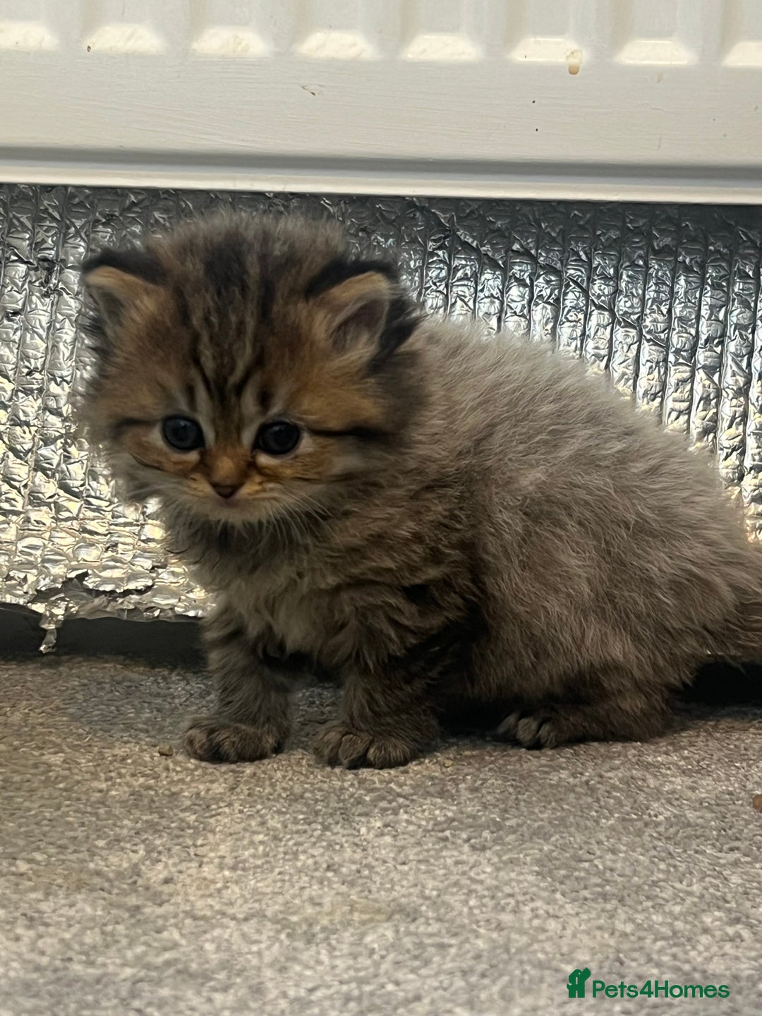 Mixed Breed cats for sale: Half Persian chinchilla and Taby mixed breed - Image 7