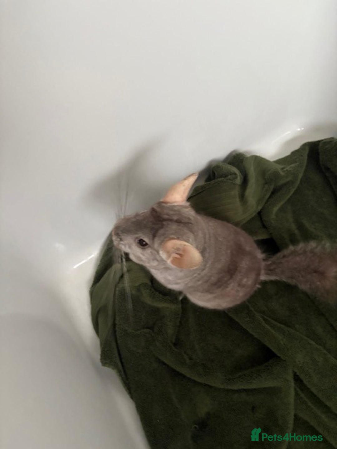 Chinchilla rodents for sale: 2 bonded male chinchillas - Image 8