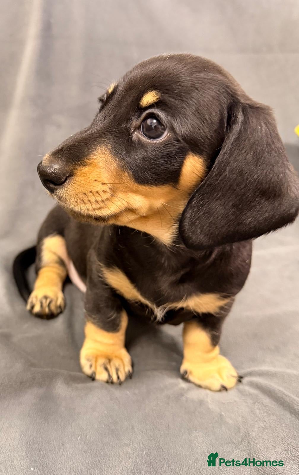 Miniature Dachshund dogs Miniature Dachshund Puppies-Ready to reserve - Advert 2