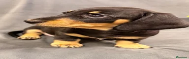 Miniature Dachshund 5