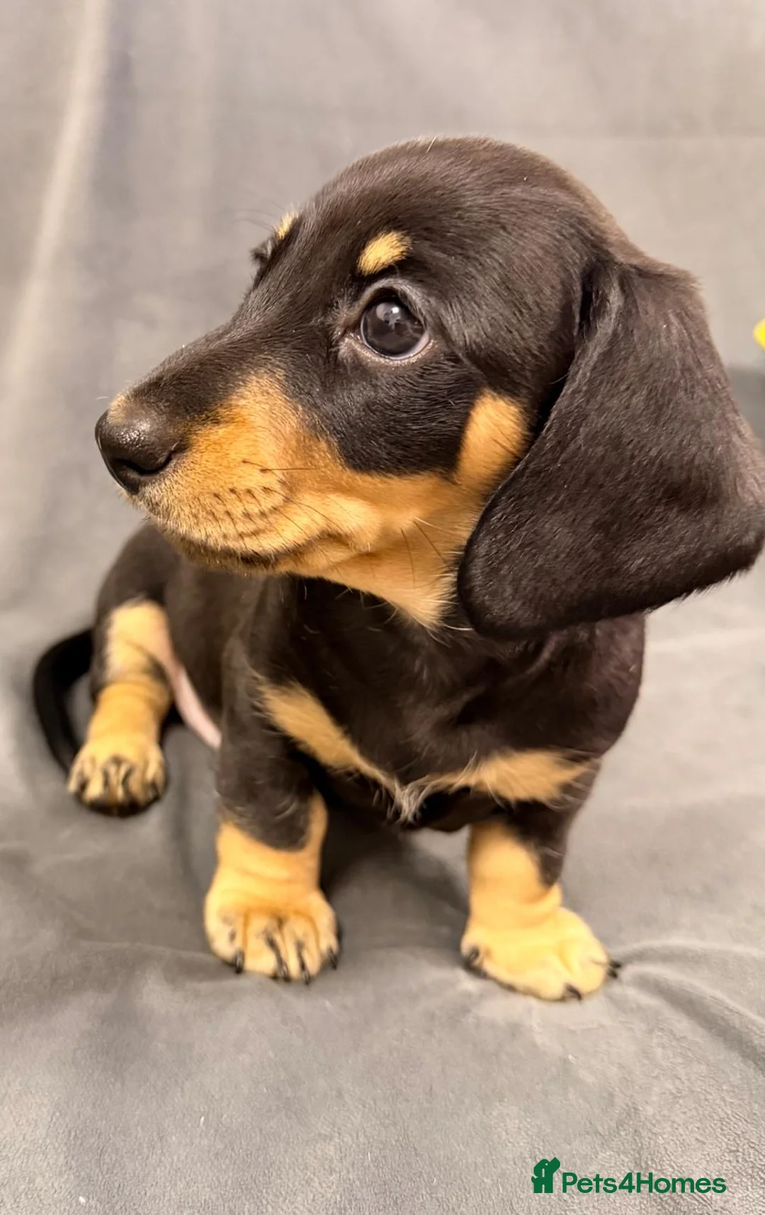 Miniature Dachshund dogs for sale: Miniature Dachshund Puppies-Ready to leave - Advert 2