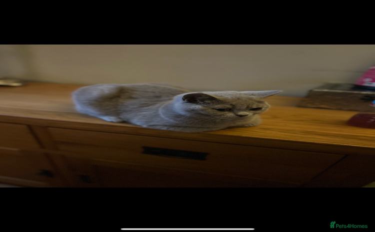 British Shorthair cats - Advert 1