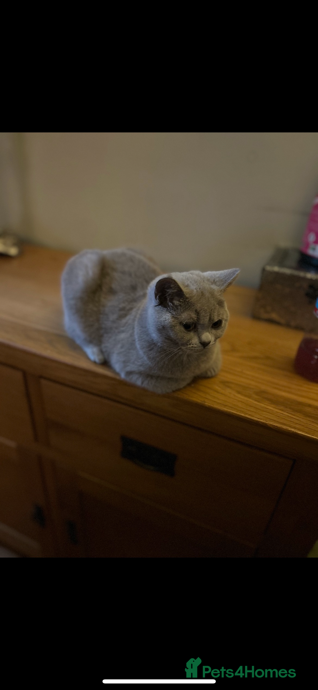 British Shorthair cats for sale: Beautiful lilac female  - Image 1