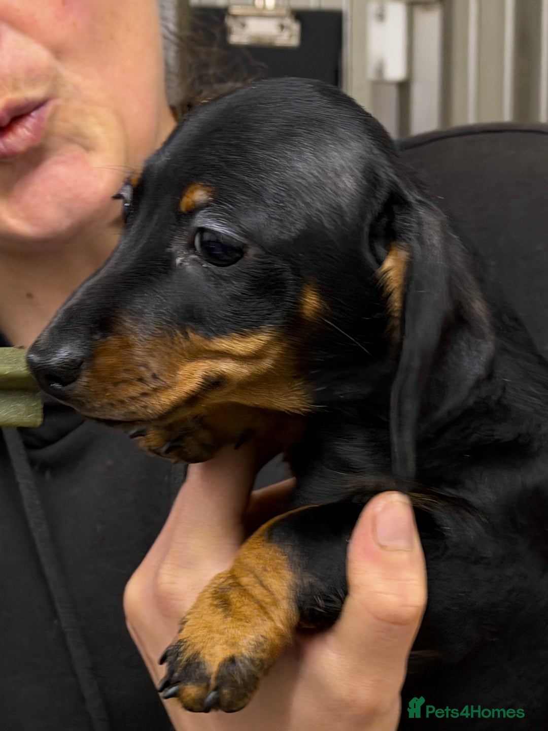 Miniature Dachshund dogs for sale: Beautiful mini dachshund puppy's now available  - Advert 7