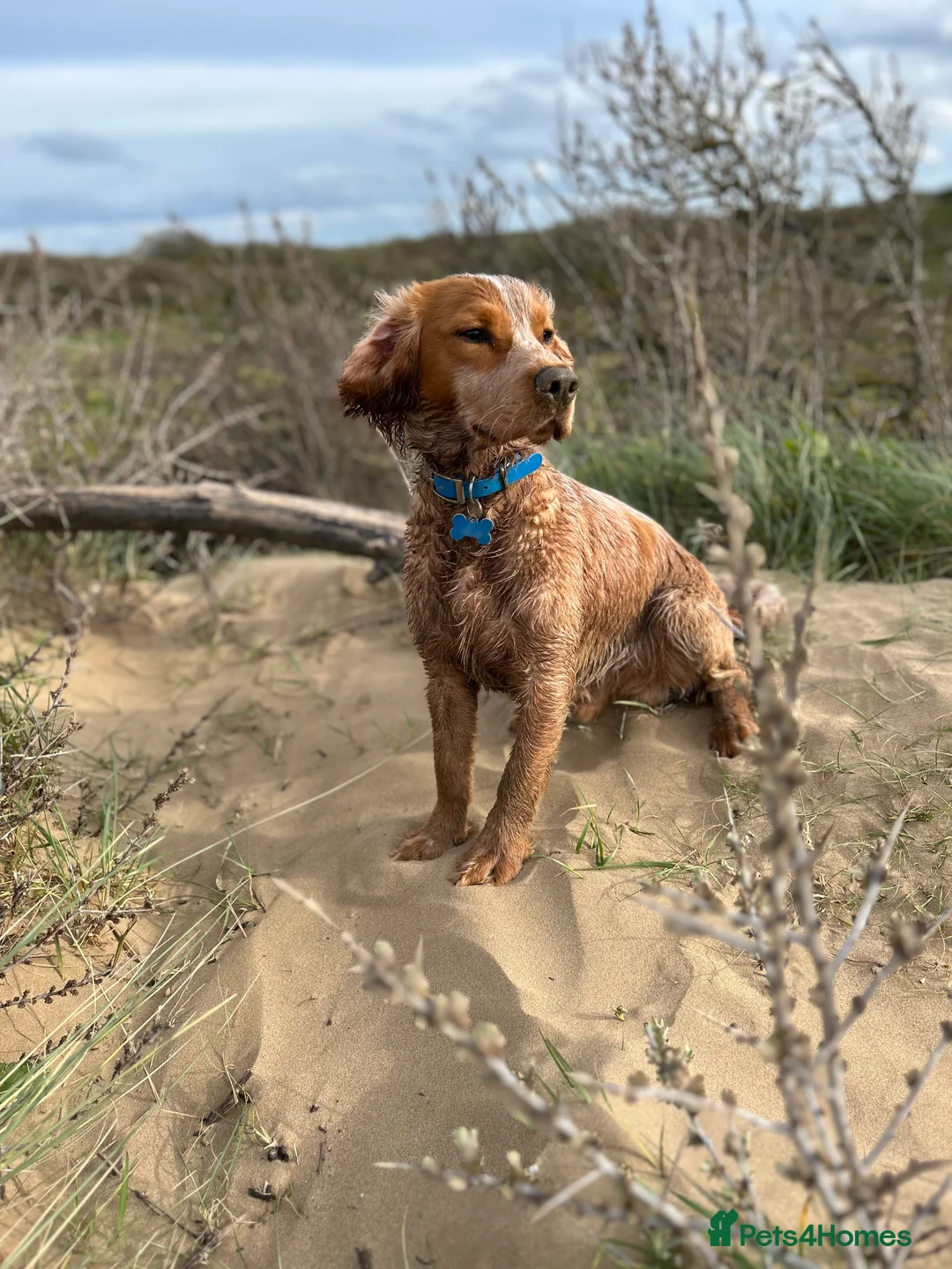 Cocker Spaniel dogs for stud: Working cocker spaniel for stud  in Worcester - Advert 7