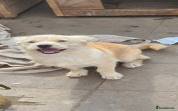 Mixed Breed dogs for adoption: SPARKLE 6KG FEMALE SMALL BREED  - Advert 1