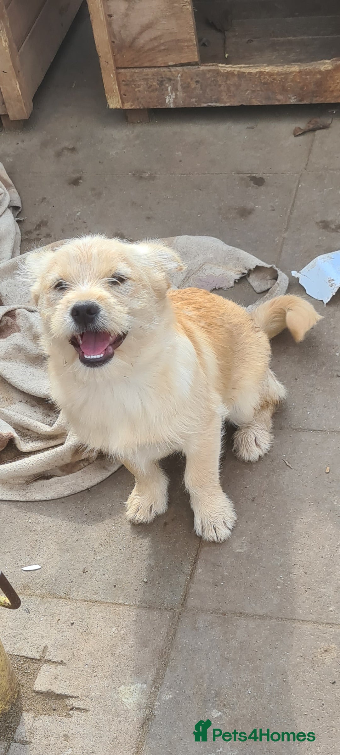 Mixed Breed dogs for adoption: SPARKLE 6KG FEMALE SMALL BREED  - Advert 1