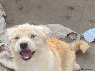 Mixed Breed dogs SPARKLE 6KG FEMALE SMALL BREED - Advert 1