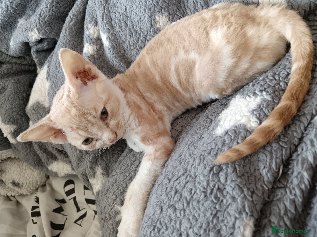Domestic Shorthair cats for sale: 3 beautiful kittens - Image 16