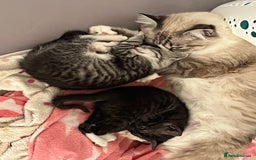 Mixed Breed cats for sale: Ragdoll x Bengal x Mau Kitten - Image 8