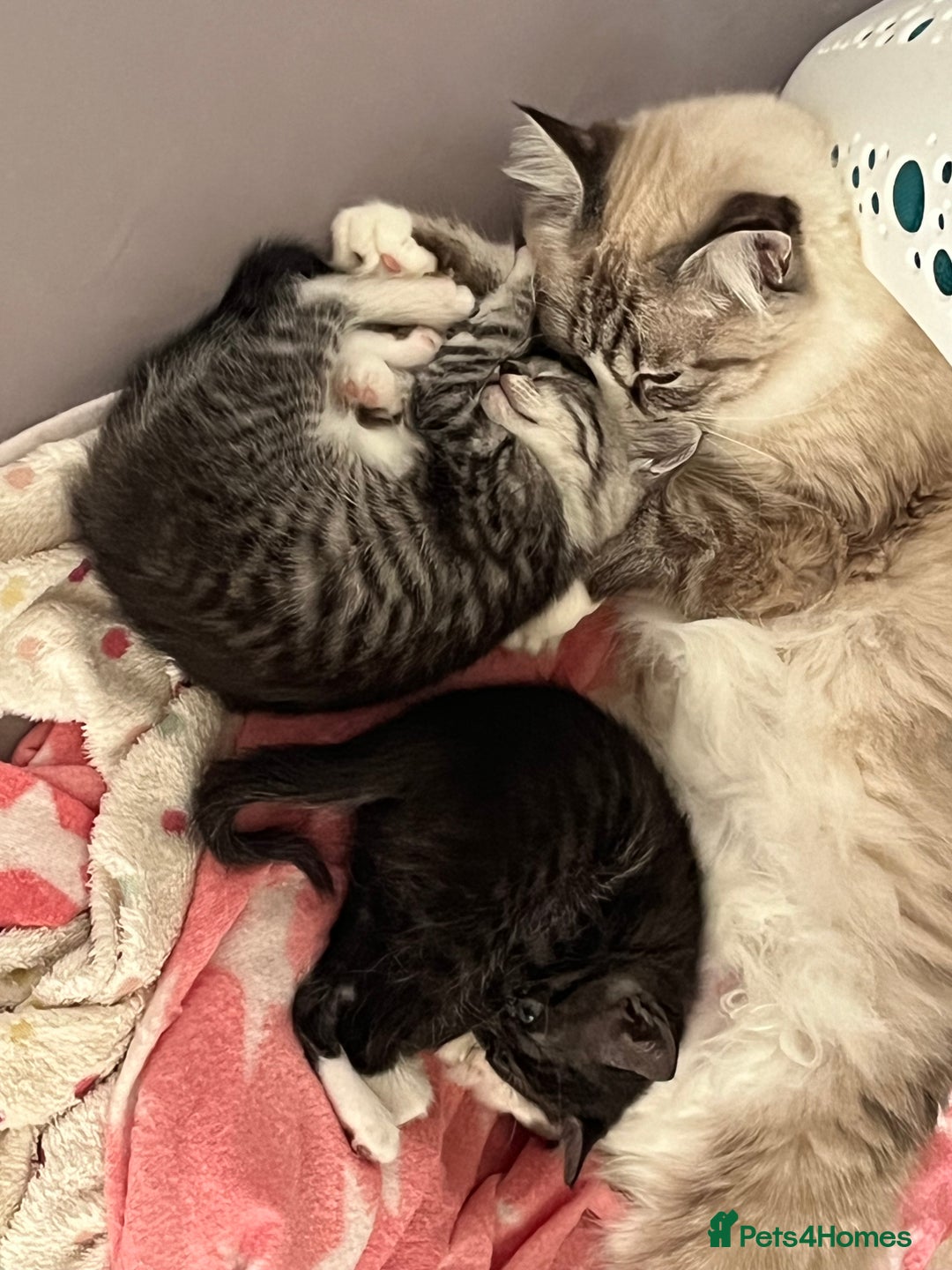 Mixed Breed cats for sale: Ragdoll x Bengal x Mau Kitten - Image 8