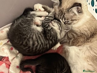 Mixed Breed cats - Advert 2