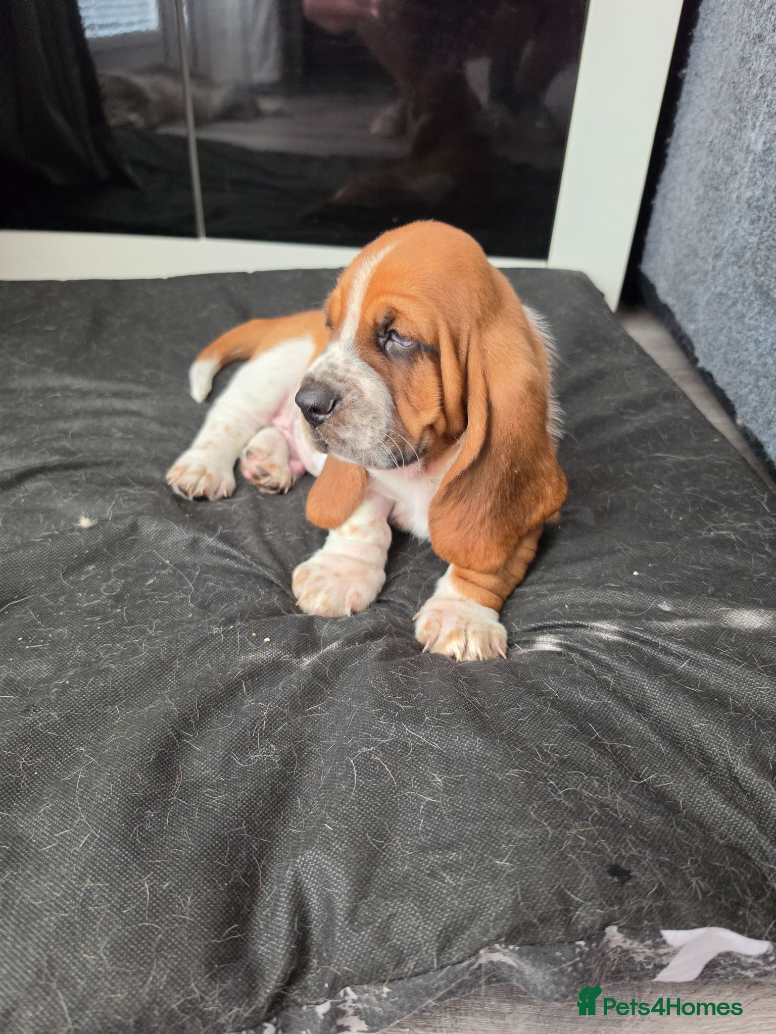Basset Hound dogs Basset hound pups kc reg.European lines - Advert 4