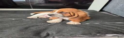 Basset Hound dogs for sale: Basset hound pups kc reg.European lines - Advert 7