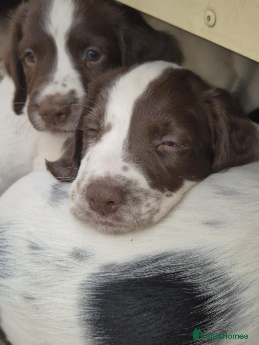 English Springer Spaniel dogs for sale: Springer Spaniel  - Image 10