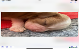 Cavalier King Charles Spaniel dogs for sale: Cavalier King Charles spaniel  - Image 31