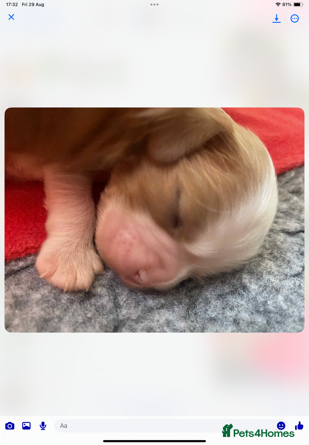 Cavalier King Charles Spaniel dogs for sale: Cavalier King Charles spaniel  - Image 31