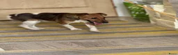 Fox Terrier dogs for adoption: Sweet William needs LOVE - Advert 13
