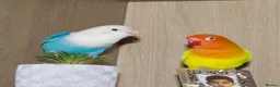 Lovebirds birds for sale: Beautiful Bonded Pair 💙💛 Lovebirds - Advert 5