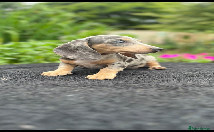Miniature Dachshund dogs - Advert 4