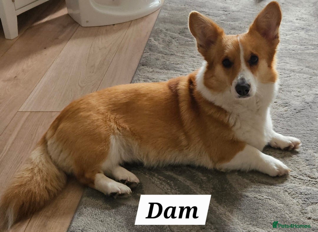 Welsh Corgi Pembroke dogs for sale: welsh Pembroke puppies  - Advert 4