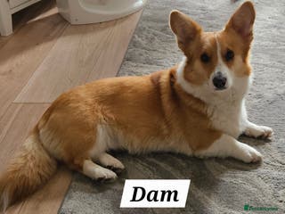 Welsh Corgi Pembroke dogs welsh Pembroke puppies - Advert 7