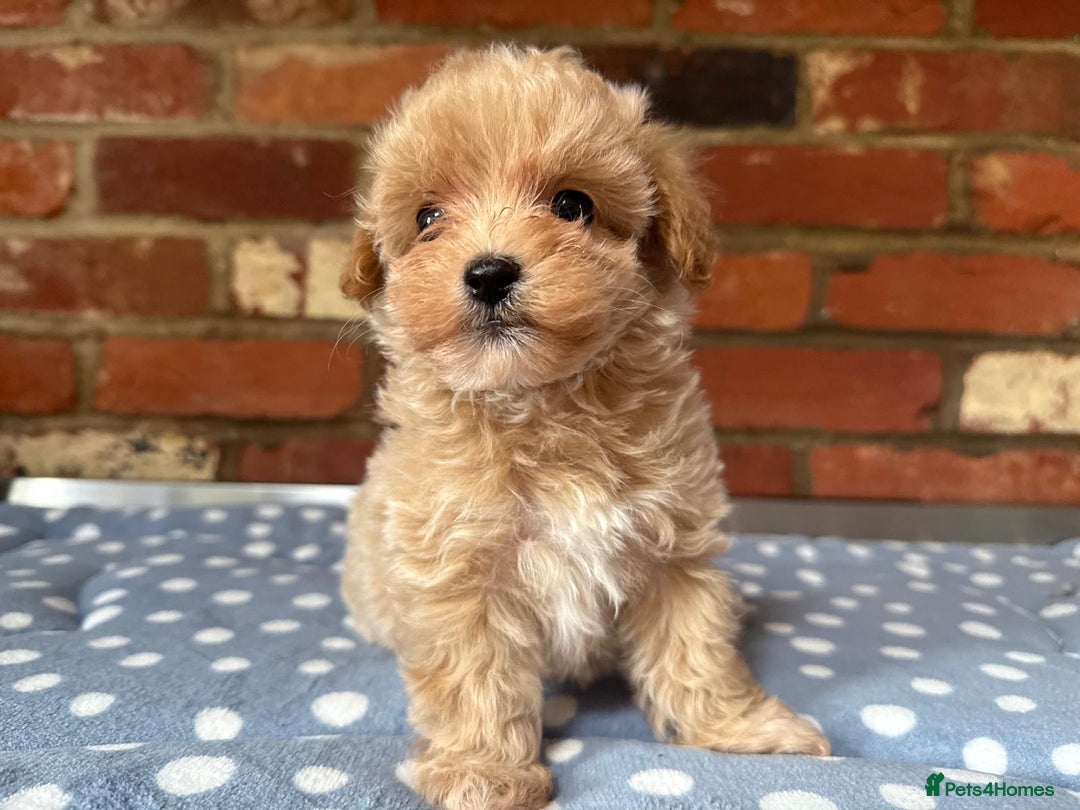 Maltipoo dogs for sale: Tiny Asian Maltipoo - Image 1
