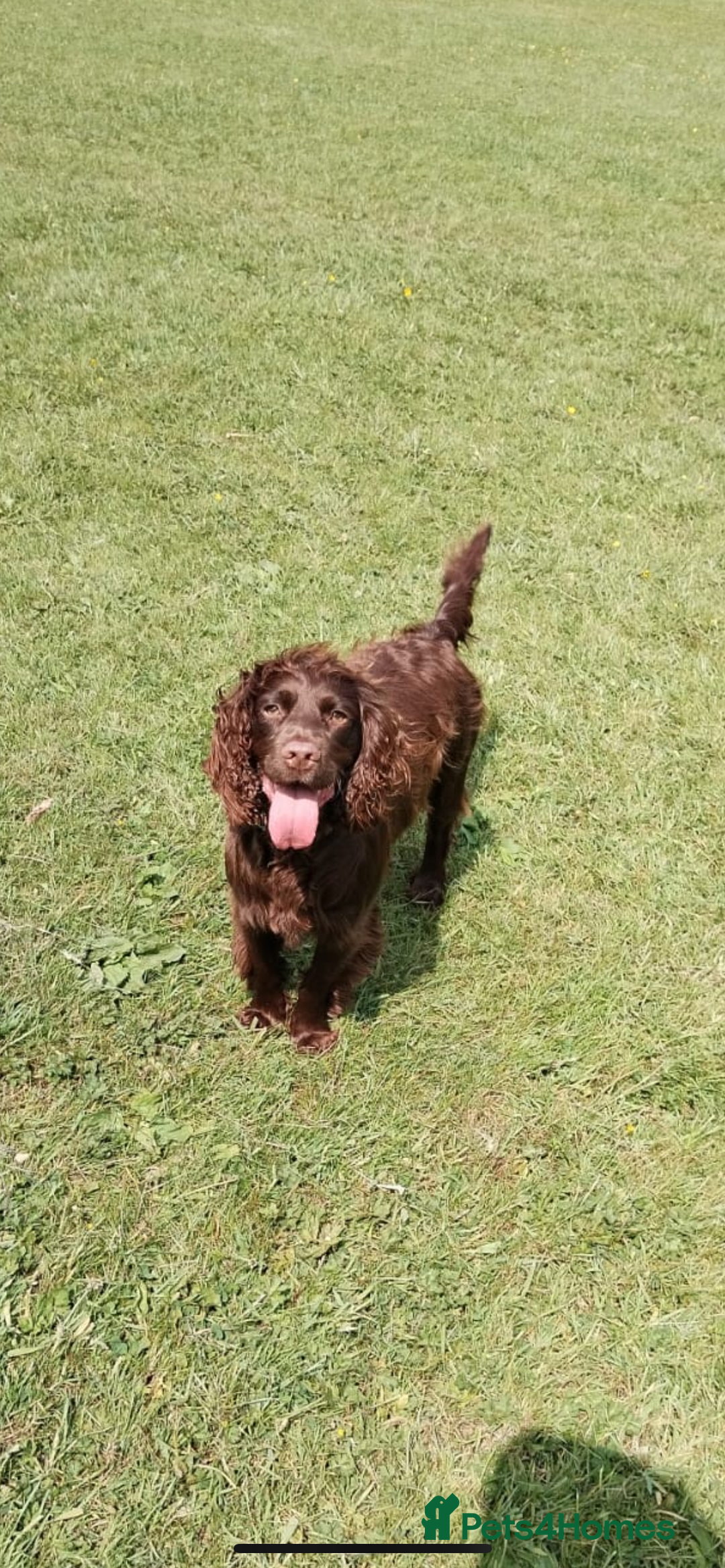 Mixed Breed dogs for sale: 5 beautiful mixed puppies  - Image 11