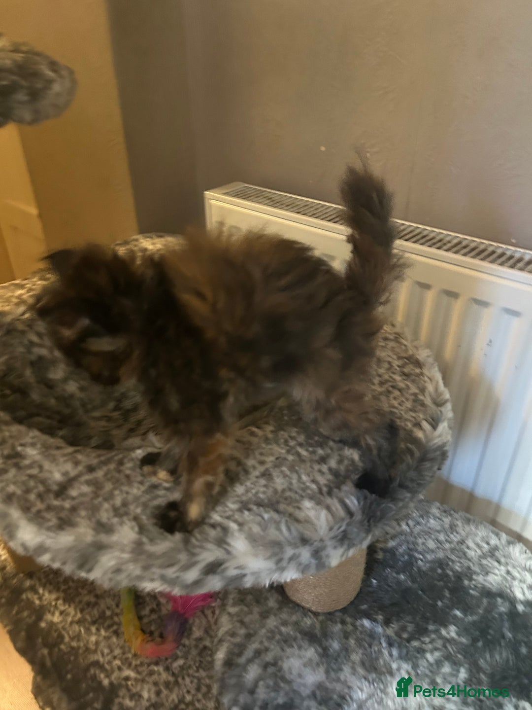 Maine Coon cats for sale: 8 beautiful mainecoon kittens for sale - Advert 7