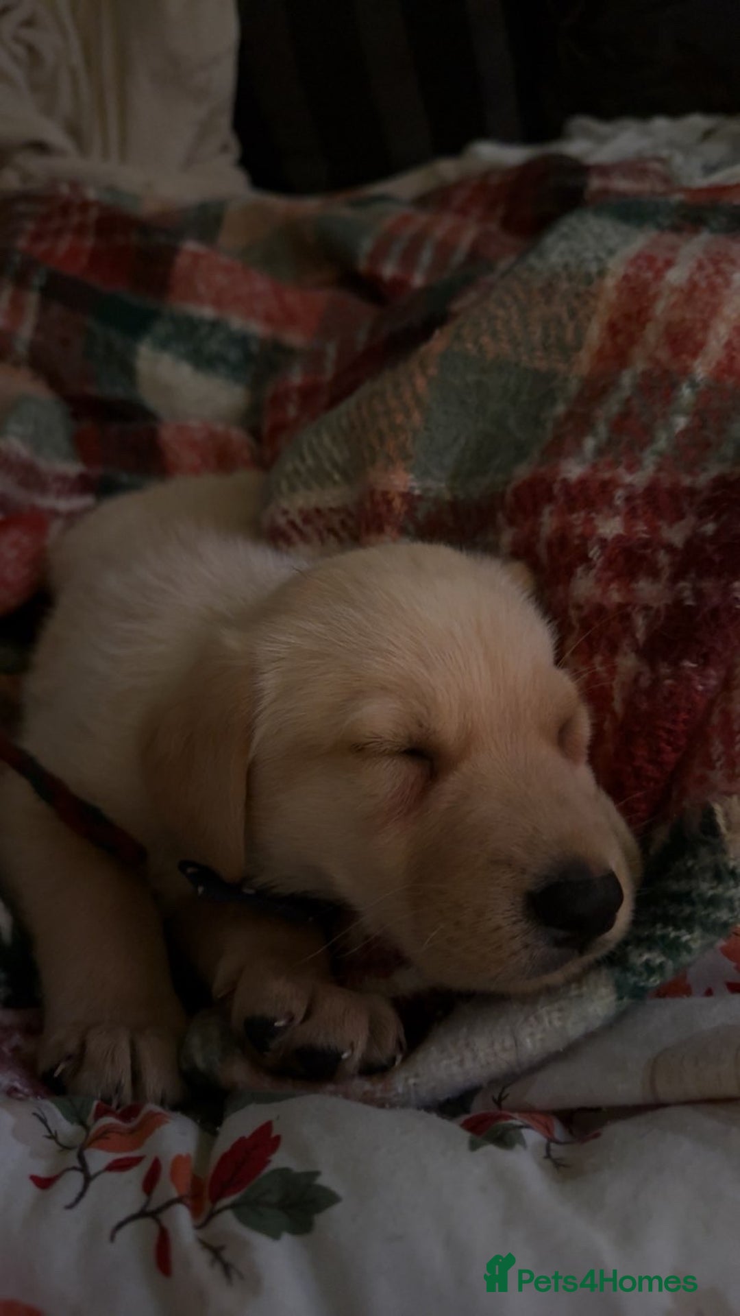 Labrador Retriever dogs for sale: White lab male - Advert 9