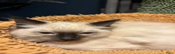 Ragdoll cats for sale: Ragdoll seal point/bluepoint - Advert 4