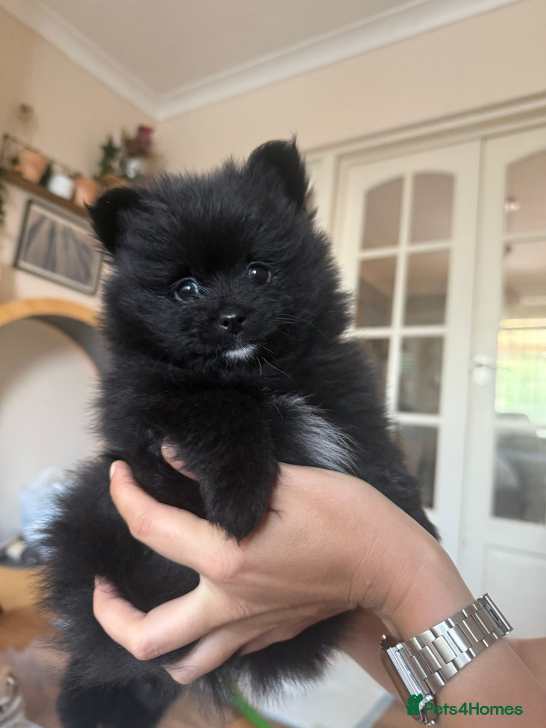 Pomeranian dogs for sale: Pomeranian pups - Image 5