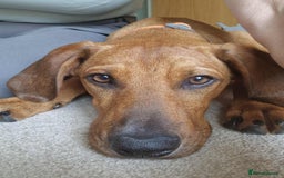 Mixed Breed dogs for adoption: MYRTLE - 6 months old, Girl Pup, Mixed Breed - Image 1