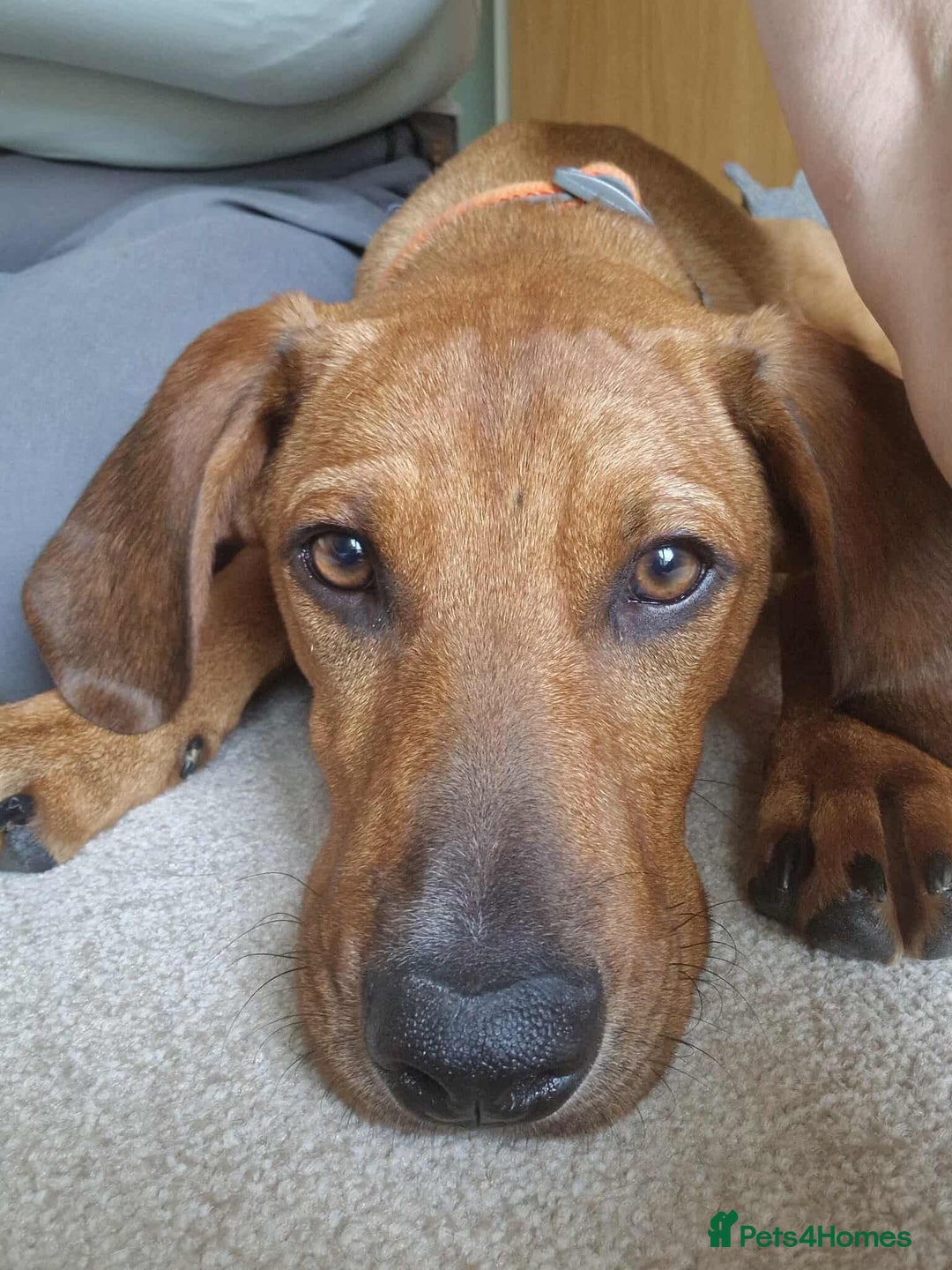 Mixed Breed dogs for adoption: MYRTLE - 6 months old, Girl Pup, Mixed Breed - Image 1