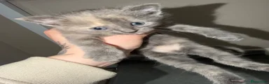 All grey boy 