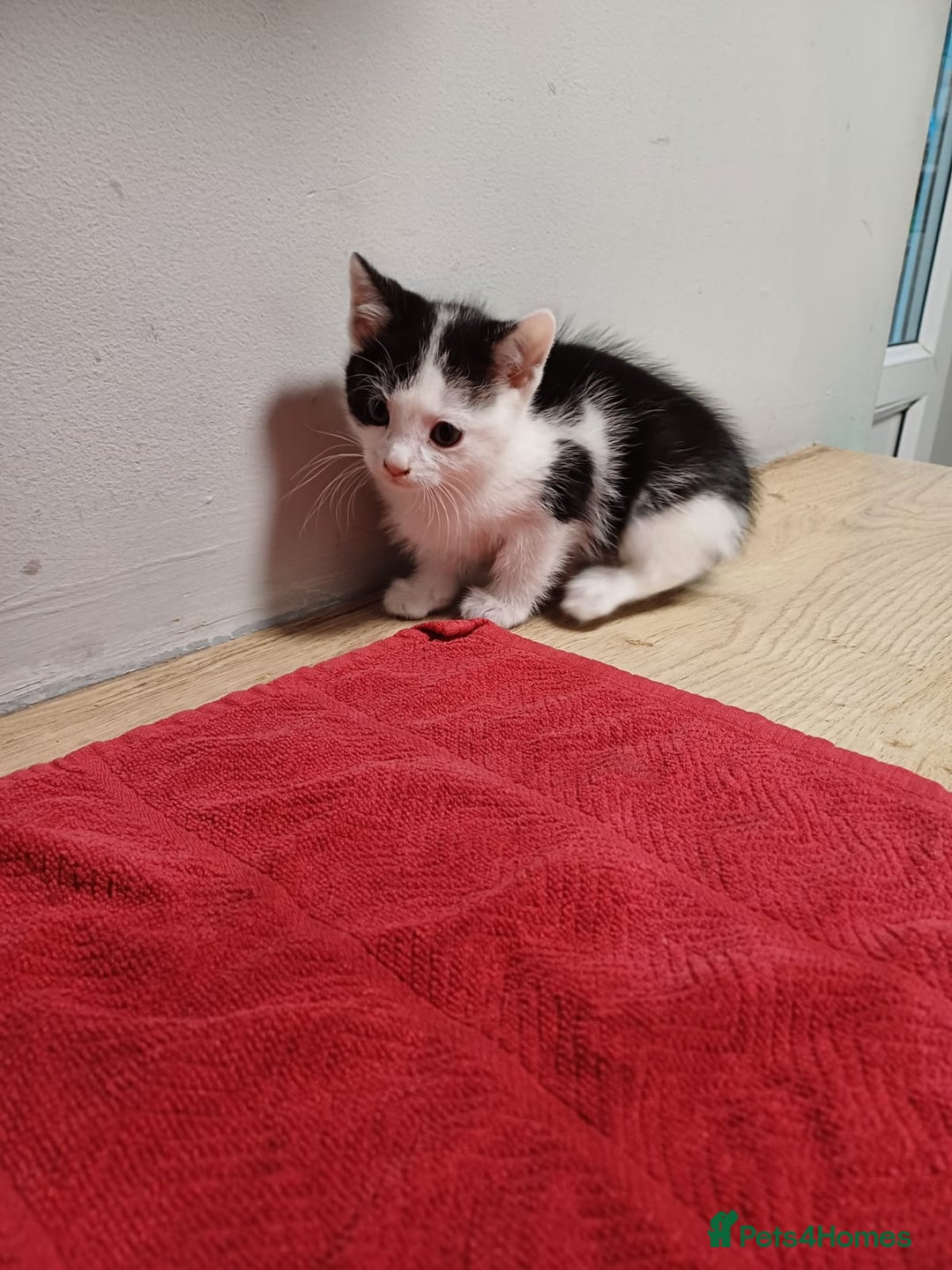 Mixed Breed cats for sale: 3 playful kittens  - Advert 3