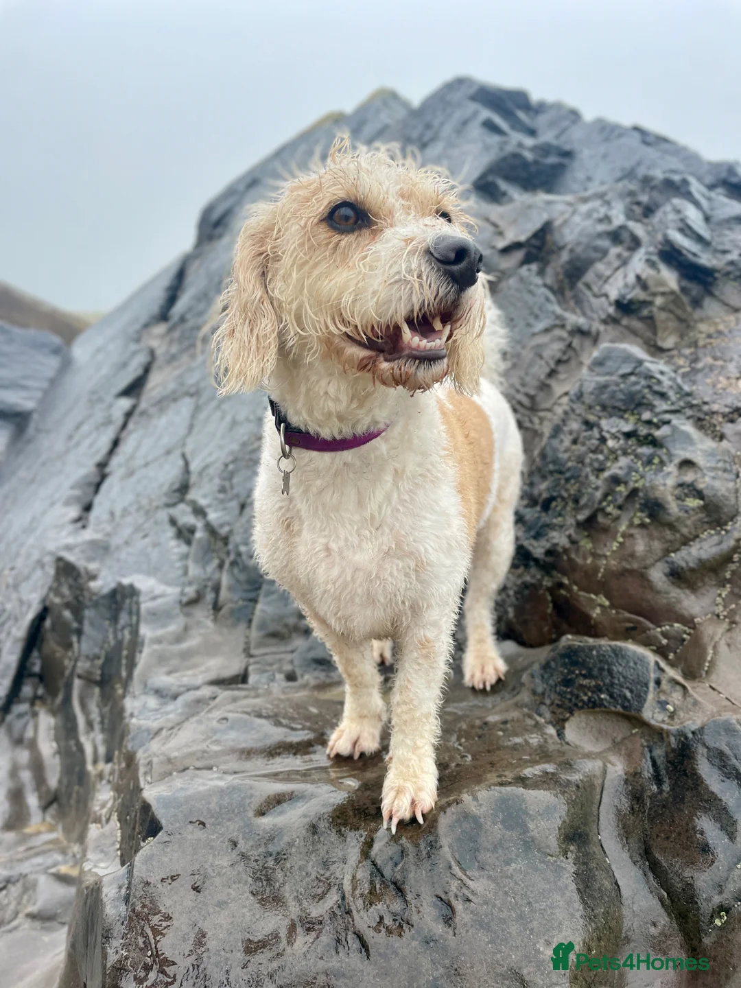 Mixed Breed dogs for sale: Lizzie - 4-year-old Beagle x Bichon Frisé, Dorset - Advert 9
