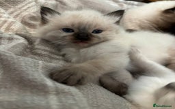 Ragdoll cats for sale: 2x ragdoll male kittens for sale!  - Image 1