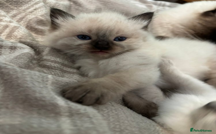 Ragdoll cats - Advert 1