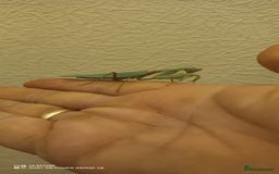 Praying Mantis invertebrates for sale: Adult male Hierodula Patillifera "Harabiro" - Image 1
