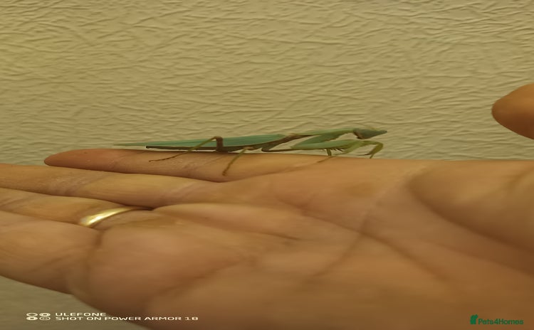 Praying Mantis invertebrates - Advert 1